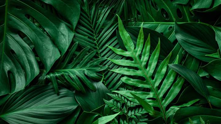 Feuilles vertes Bourges